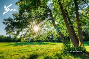 @Vera HolisticHealing 300x200